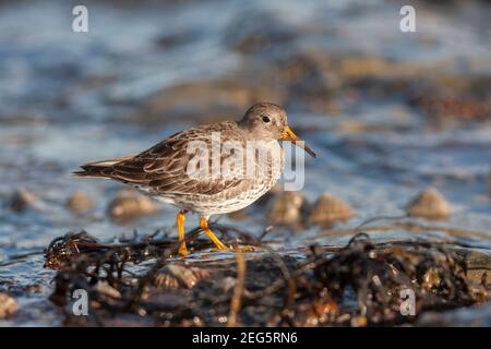 Poncer violet (Calidris maritima), Northumberland, Royaume-Uni Banque D'Images