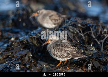 Poncer violet (Calidris maritima), Northumberland, Royaume-Uni Banque D'Images