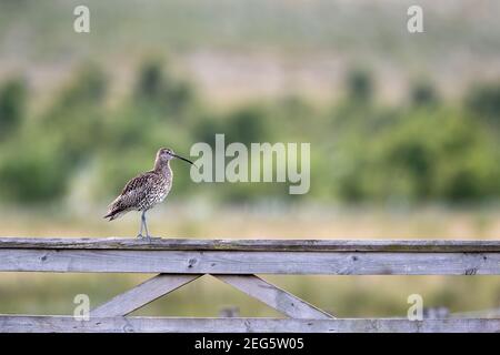 Curlew (Numenius arquata), parc national de Northumberland, Royaume-Uni Banque D'Images