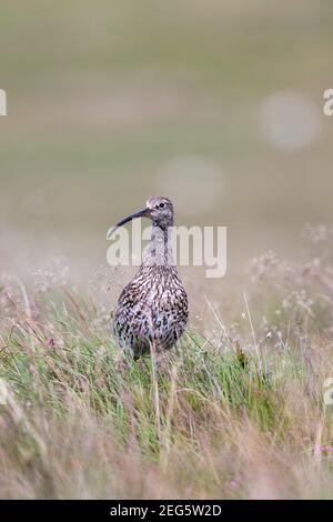 Curlew (Numenius arquata), parc national de Northumberland, Royaume-Uni Banque D'Images