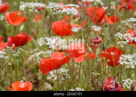 Coquelicots, coquelicot, paver somniferum, et persil de vache, Anthriscus sylvestris, Sur le plateau de Valensole Provence France Banque D'Images