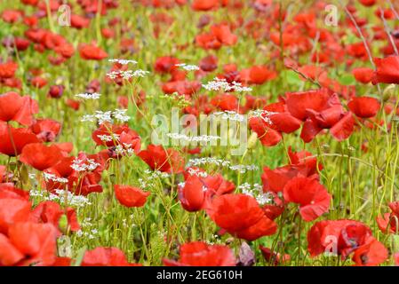 Coquelicots, coquelicot, paver somniferum, et persil de vache, Anthriscus sylvestris, Sur le plateau de Valensole Provence France Banque D'Images