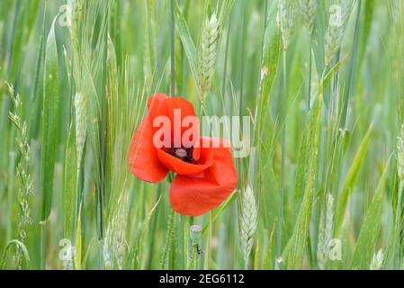Coquelicot commun unique, paver somniferum, croissant dans le champ de blé ou de maïs parmi les épis de blé Provence France Banque D'Images