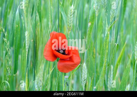 Coquelicot commun unique, paver somniferum, croissant dans le champ de blé ou de maïs parmi les épis de blé Provence France Banque D'Images