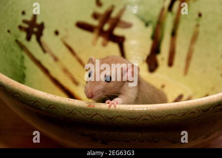 Drôles de rats bruns sont assis sur un grand pot d'argile. Le rat fantaisie est la forme domestiquée de Rattus norvegicus. Décoration maison rat Banque D'Images