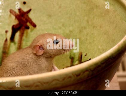 Drôles de rats bruns sont assis sur un grand pot d'argile. Le rat fantaisie est la forme domestiquée de Rattus norvegicus. Décoration maison rat Banque D'Images
