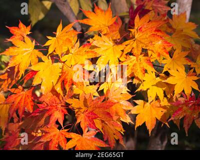 Une part de feuilles d'érable rouge, jaune et orange glistent le matin Banque D'Images