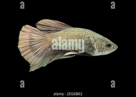 Poisson de Betta solide cooper Halfmoon siamnese combat poissons splendens isolés sur fond noir Banque D'Images