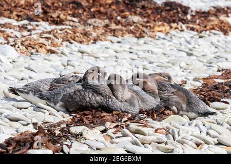 Canard à vapeur Falkland, Tachyeres brachypterus, plusieurs canetons dormant sur la plage de galets, îles Falkland, Malvinas Banque D'Images