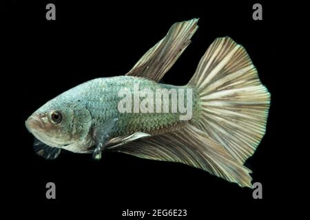 Poisson de Betta solide cooper Halfmoon siamnese combat poissons splendens isolés sur fond noir Banque D'Images