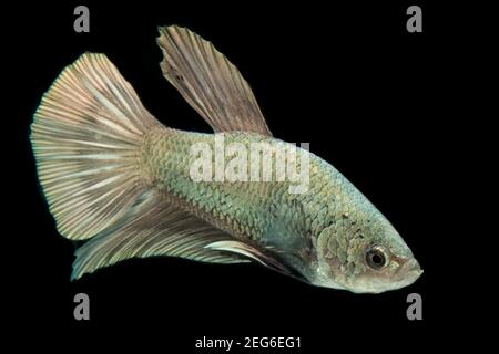 Poisson de Betta solide cooper Halfmoon siamnese combat poissons splendens isolés sur fond noir Banque D'Images