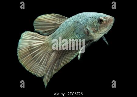 Poisson de Betta solide cooper Halfmoon siamnese combat poissons splendens isolés sur fond noir Banque D'Images