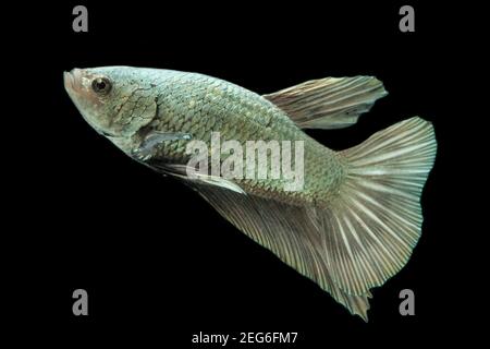 Poisson de Betta solide cooper Halfmoon siamnese combat poissons splendens isolés sur fond noir Banque D'Images