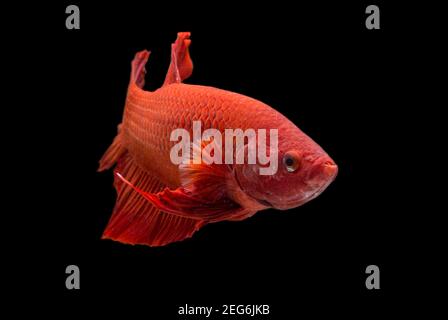 Poisson de Betta super rouge Halfmoon siamnese combat poisson splendens on arrière-plan noir Banque D'Images