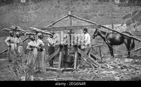 Photo du début du XXe siècle des femmes et des hommes jamaïcains qui travaillent avec un moulin à cheval pour écraser la canne à sucre dans Les champs de canne à sucre de la Jamaïque vers le début des années 1900 pendant La période où l'île était une colonie britannique Banque D'Images