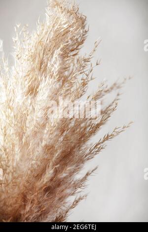 pampas herbe branche sur fond blanc. fond naturel. concept minimaliste et élégant. nouveau décor tendance. attention sélective Banque D'Images