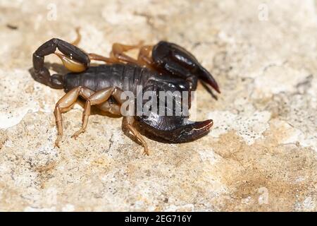 Gros plan d'un scorpion européen à queue jaune sur un sol sablonneux Banque D'Images
