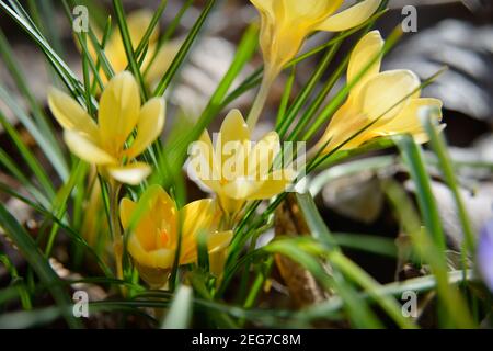 Bouquet de fleurs de crocus jaunes fleurissent par temps ensoleillé Banque D'Images