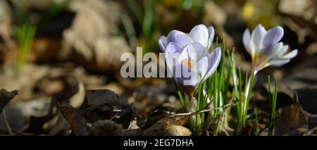 Petit groupe de fleur de crocus bleu isolé sur un jardin Banque D'Images