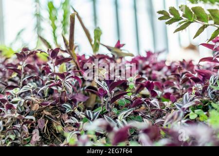 Tradescantia zebrina errant jew plantes d'intérieur en croissance en grand nombre, jardin d'accueil fait de pourpres et vert plantes de fuite variegated Banque D'Images