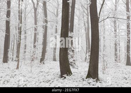 Vue sur la forêt d'hiver le matin glacial et brumeux Banque D'Images