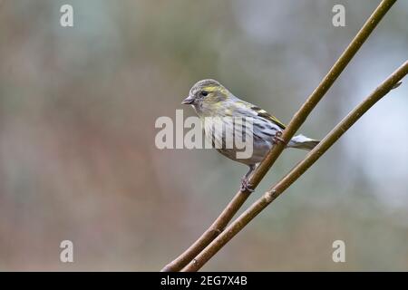 Siskin eurasien (Carduelis spinus) perchée dans un petit arbre dans un jardin Banque D'Images