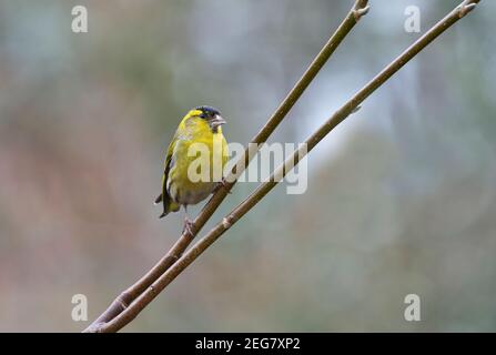 Adulte mâle eurasien siskin (Carduelis spinus) perchée dans un arbre dans un jardin Banque D'Images