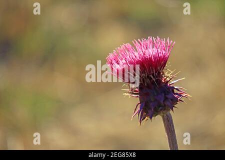 Gros plan une fleur de chardon Cirsium Neomexicanum ou Nouveau-Mexique Le Soleil Banque D'Images