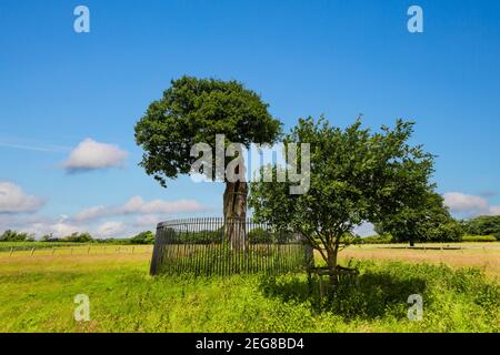 Le fils Charles II de Royal Oak Tree et son petit-fils près de Boscobel House, Shropshire, Angleterre Banque D'Images