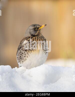 Fieldfare Turdus pilaris, visite du jardin en hiver Banque D'Images