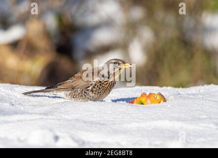 Fieldfare Turdus pilaris, visite du jardin en hiver Banque D'Images