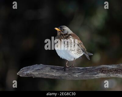 Fieldfare Turdus pilaris, visite du jardin en hiver Banque D'Images