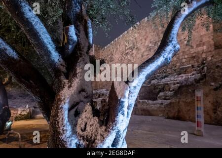 JÉRUSALEM, ISRAËL - 17 FÉVRIER : un olivier couvert de neige à l'extrémité ouest de la vieille ville pendant la chute de neige du 17 février 2020 à Jérusalem, Israël. Jérusalem a été blanchie par la première neige en six ans, atteignant sept à 10 centimètres (trois à quatre pouces) pendant la nuit. Banque D'Images