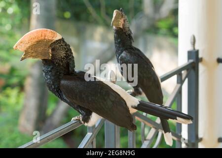 Une paire de cachons noirs et blancs (Bycanistes subcylindricus) , également connue sous le nom de charme gris, mâle à gauche, femelle à droite, dans un jardin dans la banlieue de Nairobi de Karen, au Kenya. 1er décembre 2020 Banque D'Images