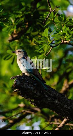 European Roller dans le parc national de Liwonde, Malawi Banque D'Images