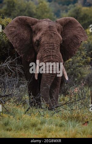 Grand éléphant d'Afrique masculin dans le parc national de Pilanesberg, Afrique du Sud Banque D'Images