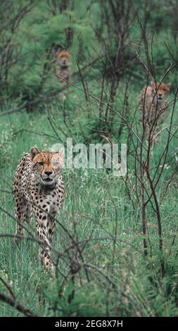 Cheetahs à la chasse Banque D'Images