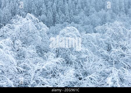 Forêt d'hiver recouverte de neige. Photographie de paysage Banque D'Images