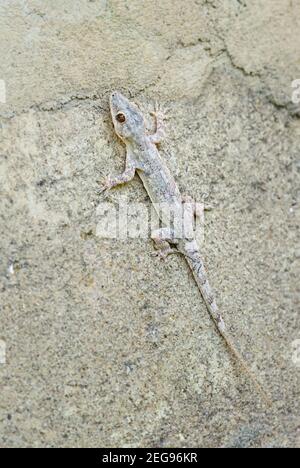 Afro-american House Gecko - Hemidactylus mabouia, beau lézard commun des maisons africaines, des bois et des jardins, Zanzibar, Tanzanie. Banque D'Images