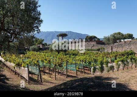 Vignoble de Pompéi, ancienne ville romaine de Pompéi, en Italie Banque D'Images