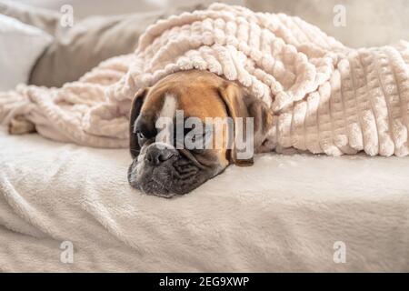 mignon visage 9 mois chiot doré puré chien boxeur allemand gros plan dormir sous une couverture réchauffant les câlins. Banque D'Images