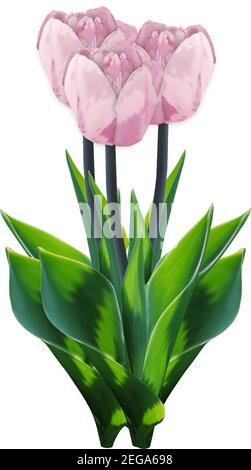 Bouquet de tulipes roses. Bouquet de fleurs à vecteur isolé. Fleur 3d fraîche et réaliste avec feuillage vert des pays-Bas. Cadeau de fête des mères. Élégant Conc. À fleurs Illustration de Vecteur