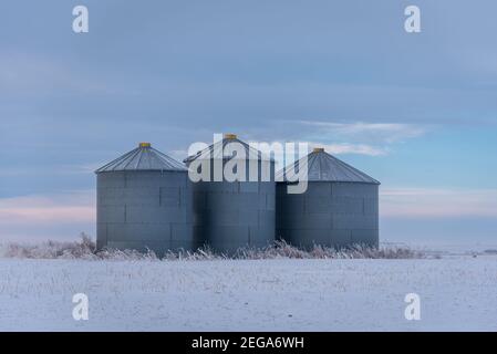 Silos à grains dans les régions rurales de l'Alberta tôt le matin. Banque D'Images