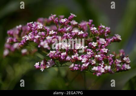 Fleurs roses du grand Bush de Limonium, ou statice Banque D'Images