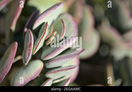 Crassula arborescens aka argent jade plante succulente feuilles naturelles macro fond floral Banque D'Images