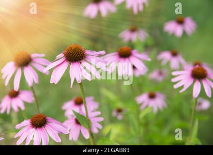 Echinacea purpurea. De grandes fleurs violettes fleurissent par temps ensoleillé, Banque D'Images