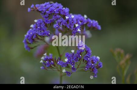 Flore de Gran Canaria - Limonium preauxii, lavande de mer endémique à l'île Banque D'Images