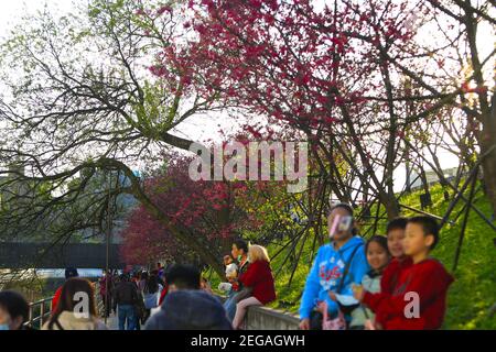 Taïwanais appréciant des loisirs sous Yaezakura, également connu sous le nom de cerisiers en fleurs, le long d'un trottoir à Taipei City dans le cadre de la pandémie Covid-19. Comme Taiwan a vu une hausse du PIB, les gens voyagent à l'intérieur du pays, y compris en visitant des sites avec des cerisiers en fleurs, qui vont fleurir en mars et avril, selon les médias locaux. Banque D'Images