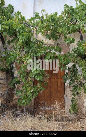 Ancienne porte en bois traditionnelle cloutée, surcultivée par une vigne rampante portant des raisins.un d'une série. Près de Los Rosales, Frailes, Jaen, Andalousie, Espagne. Banque D'Images