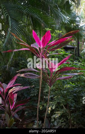 Cordyline fruticosa - plante TI. Banque D'Images